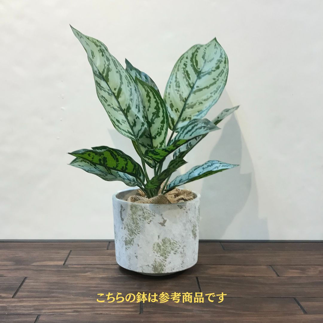 カラテアブッシュ (12本セット) Planeco プラネコ VR24151 G/W