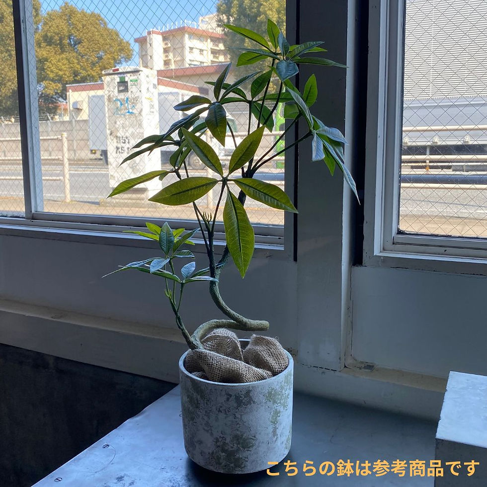 サムネイル： 60cm パキラポット Planeco プラネコ VR24050 G