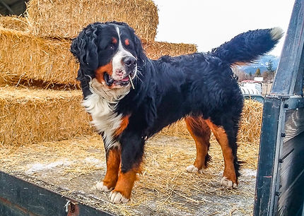 Nursery Dog