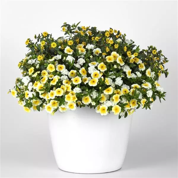 Thumbnail: New Trixi Mixes - 14" Mini Imperial Hanging Basket