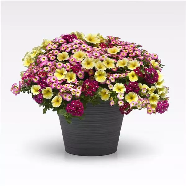 Thumbnail: New Trixi Mixes - 14" Mini Imperial Hanging Basket