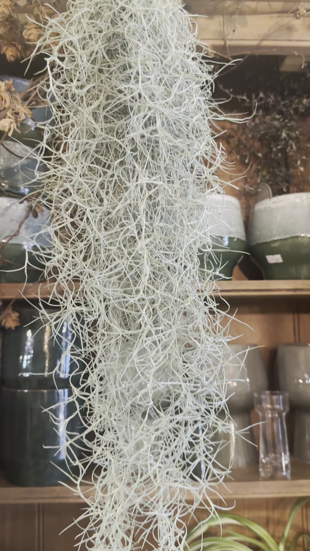 Tillandsia usneoides — Spanish Moss