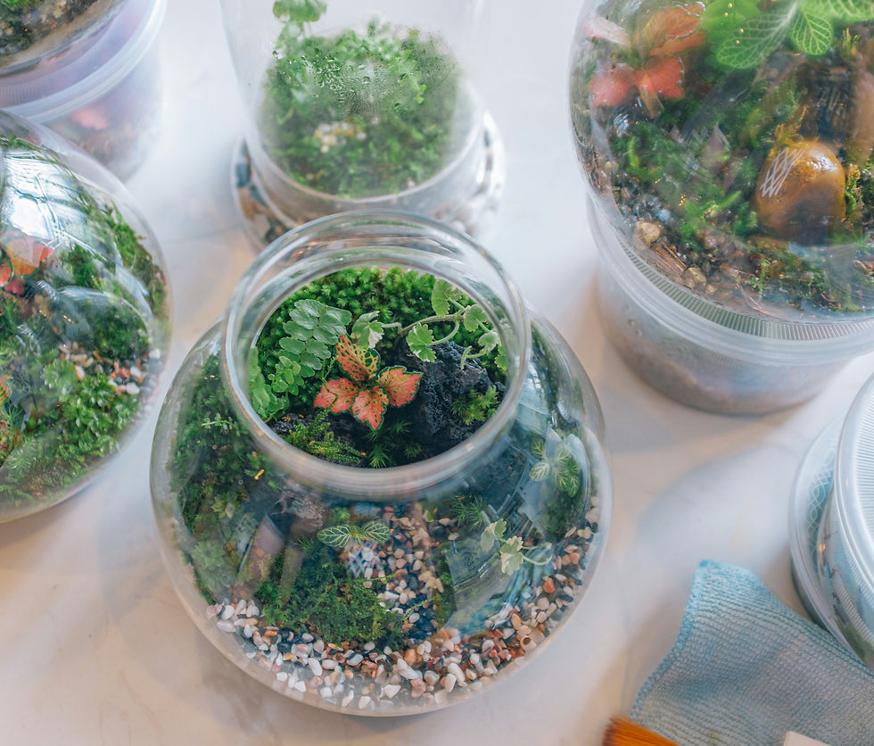 Terrarium Design Class