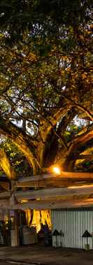 Figueira _DSC0177.jpg