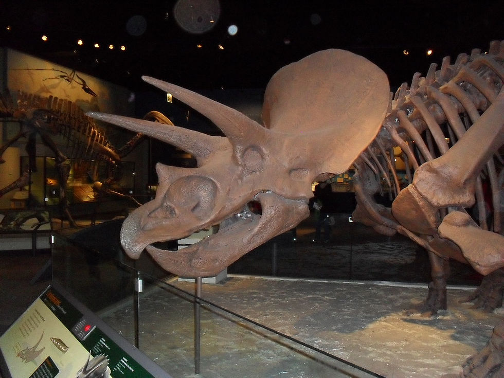 Triceratops