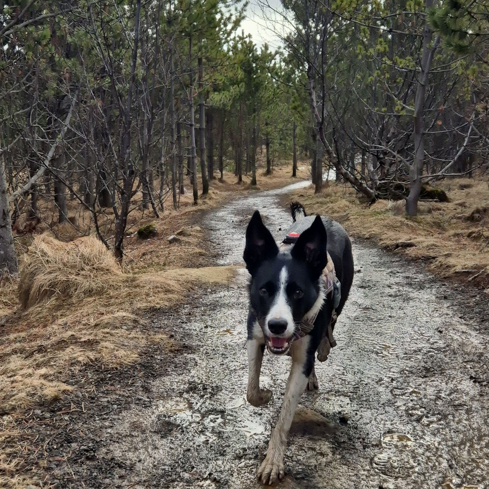 Running dog, Forest