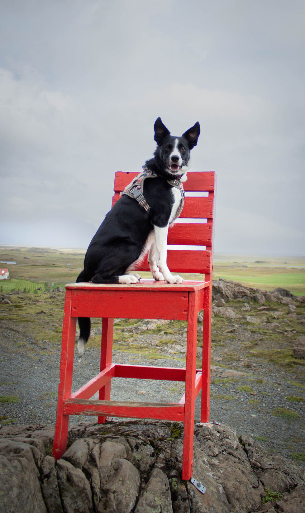 dog, Red chair,