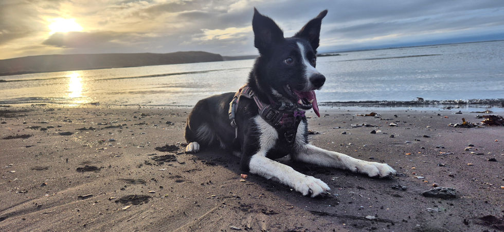 Dog on a beach