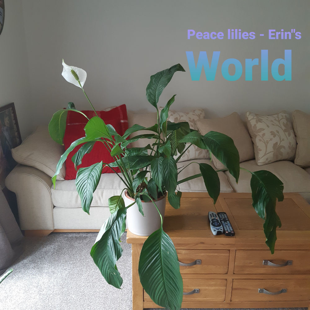 My favourite easycare house plants.