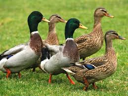 ducks
