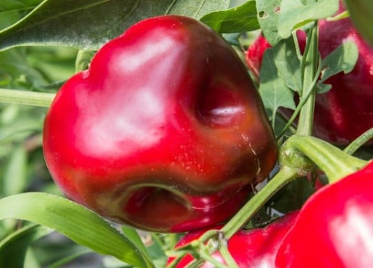 Poivron carré niçois