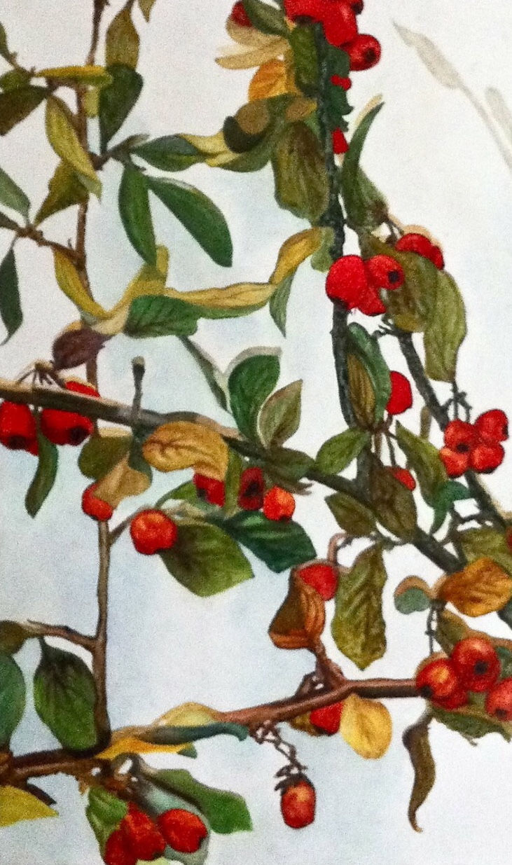 Les Fruits - Fractal 2015