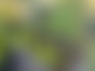 Tomaten die Zweite – Mein Neustart nach der Braunfäule