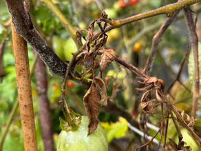 Wenn der Pilz kommt – Meine Erfahrung mit Kraut- und Braunfäule bei Tomaten