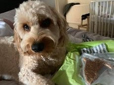 cockapoo Ana Negrais (2)