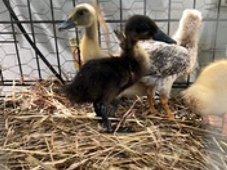 Ready Set Go: Intro to Learning Technologies: Week one