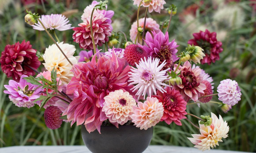 Dahlias - Wedding Flowers for July Wedding - Rutland Florals Award Winning Wedding Florist in Oakham 