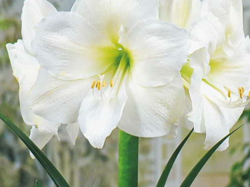 Rutland December Wedding Rutland Florals Florist in Oakham