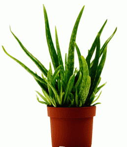 🎍 Las 10 mejores plantas para interiores.