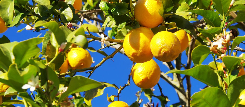 Lemons; Not Just For Making Lemonade