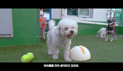 P&M 반려견 전문 유치원_최종_200622.mp4_20200720_17