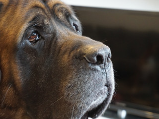 #7 - BOONE - the gentle giant