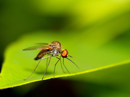 #Dengue season 2022 and pregnancy