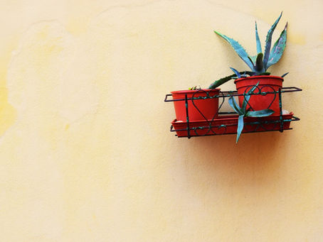 Aloe vera is not safe in pregnancy