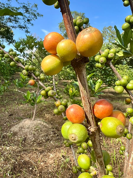 Kopi Asli Belitung Liberika Kebun Kopi Tanjung Binga