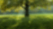 beautiful-tree-middle-field-covered-with-grass-with-tree-line-background (1).jpg