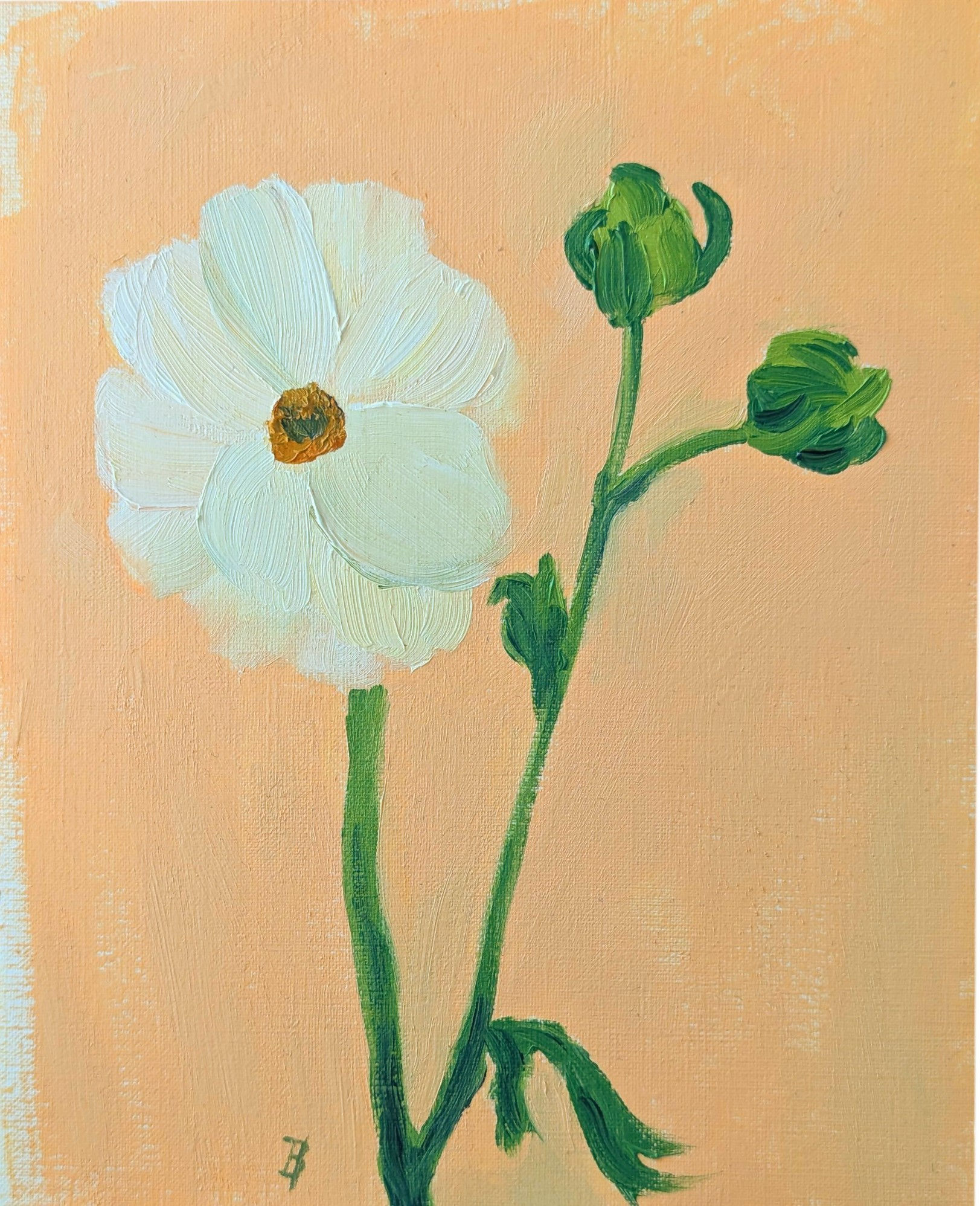 Oil painting of a close-up view of a white ranunculus by artist Beth Hempton, from the Far From Monochrome collection