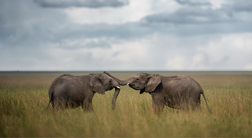 Elephants