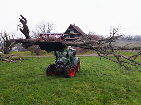Feuerbrand 2.jpg