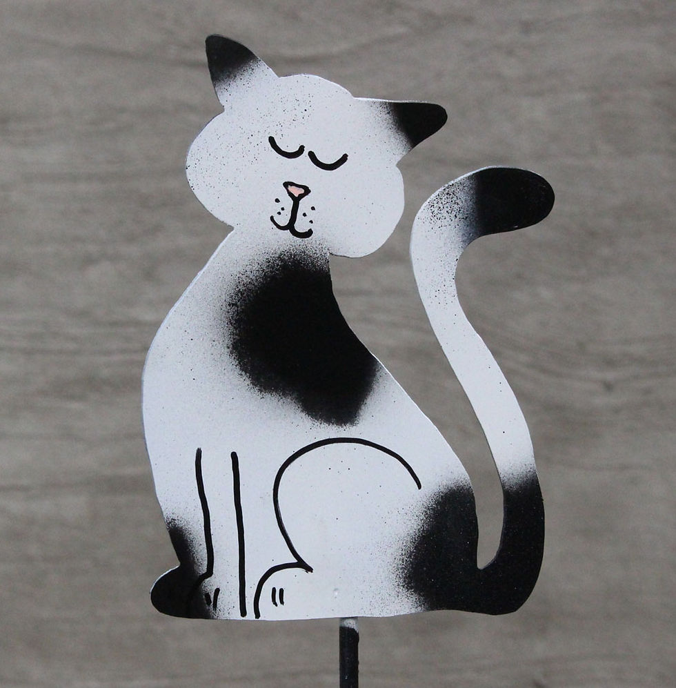 Black and White Cat