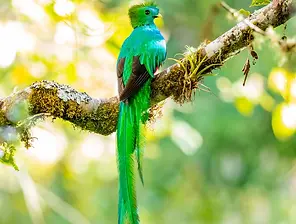 Quetzal en Monteverde
