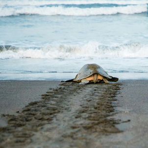 Tortue de kemp sur la plage Ostional