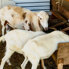 Ferme de Toucanes Tours