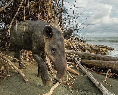 Tapir Parc National Corcovado secteur Sirena