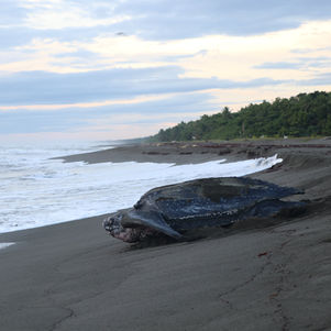 Leatherback turtle in the Pacuare reserve