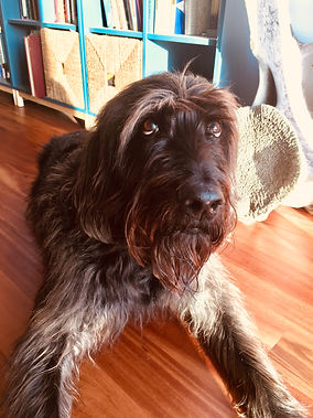 Murphy.jpeg