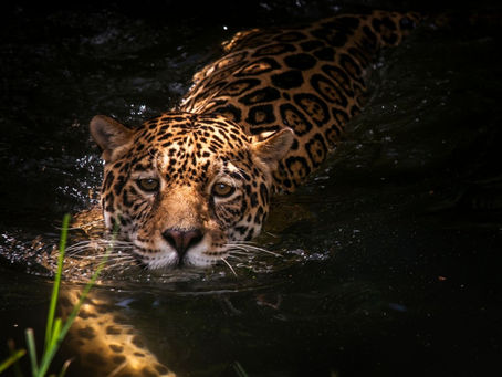 Discover How Biodiversity Credits Can Power Regeneration and Conservation Finance
