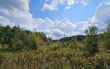 shared image (2).jpg