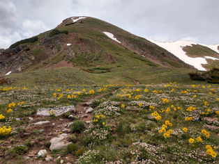 Alpine Sunflowers Photo by Scott Schaefer.jpg