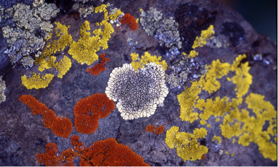 Why Like Lichens?