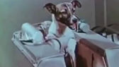 Hoy se cumplen 65 años de la muerte de Laika: El primer ser vivo en orbitar la tierra