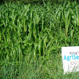 Rays Crazy Summer Mix - Mitchell Milling, PA