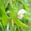 Thumbnail: Snow Pea ' Oregon' Heirloom Seeds