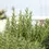 Thumbnail: Rosemary 'Rosy' Heirloom Seeds