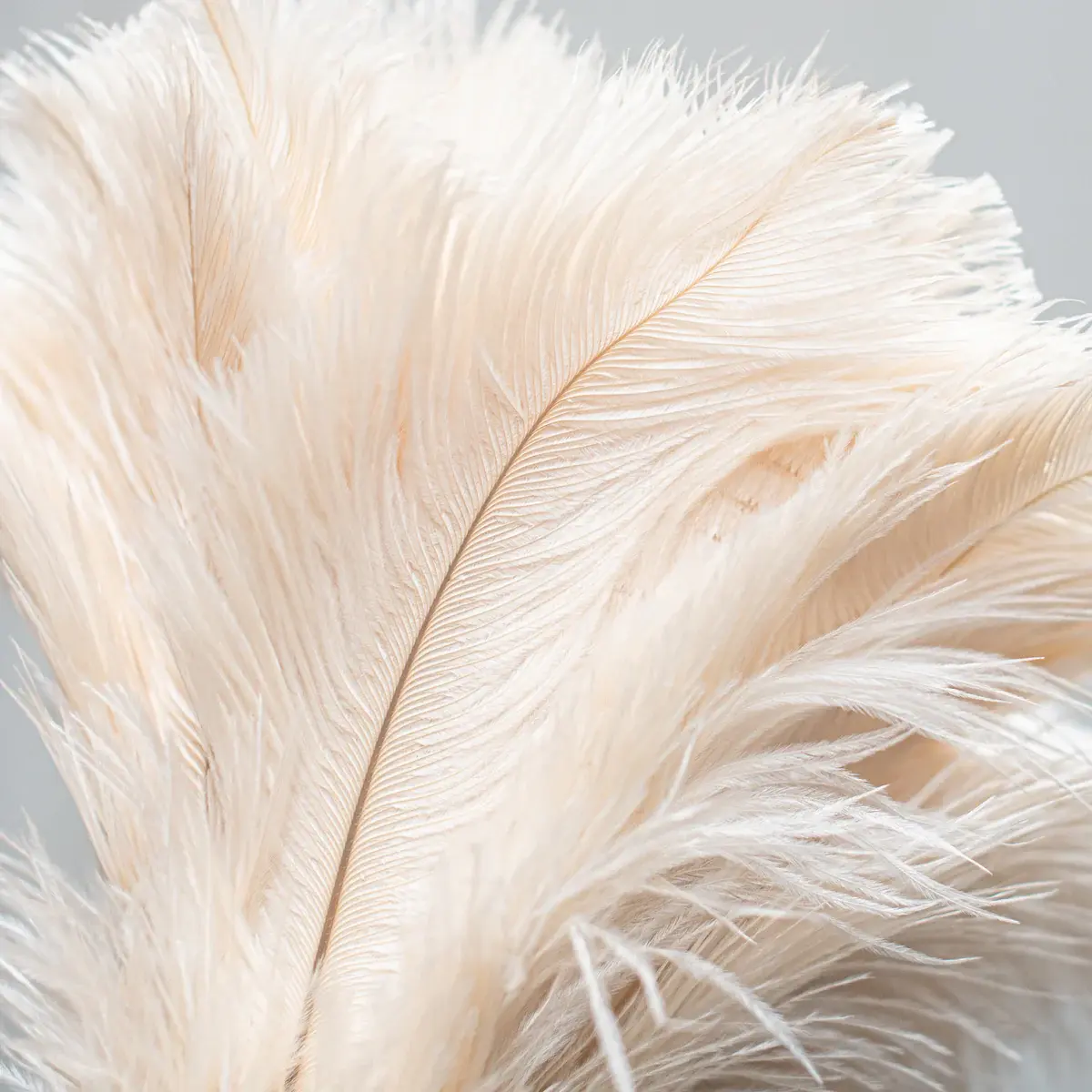 Feather Duster 50cm Creamy White