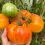 Thumbnail: Tomato "Pineapple" Heirloom Seeds